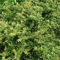 Ligustrum delavayanum